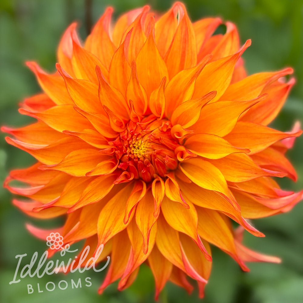 Bonhoeffer dahlia tuber, Bonhoeffer dahlia flower, Bonhoeffer dahlia bulb