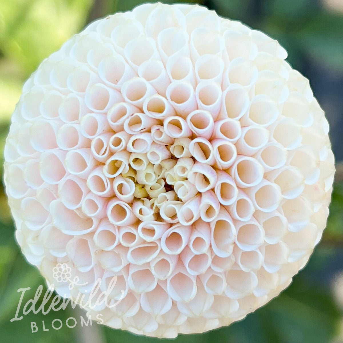 Bowen dahlia tuber, Bowen dahlia bulb, Bowen dahlia flower