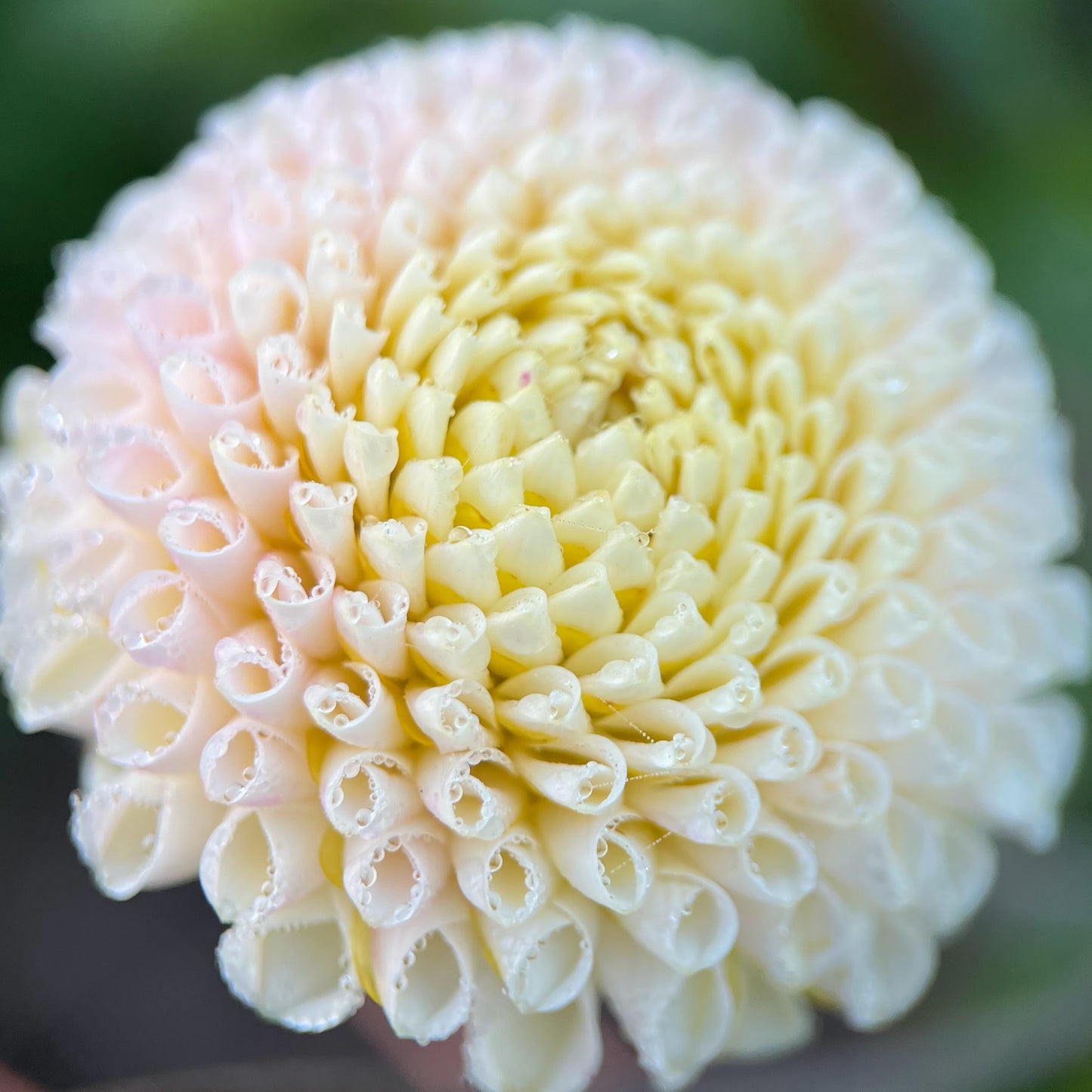 bowen dahlia tuber bulb flower