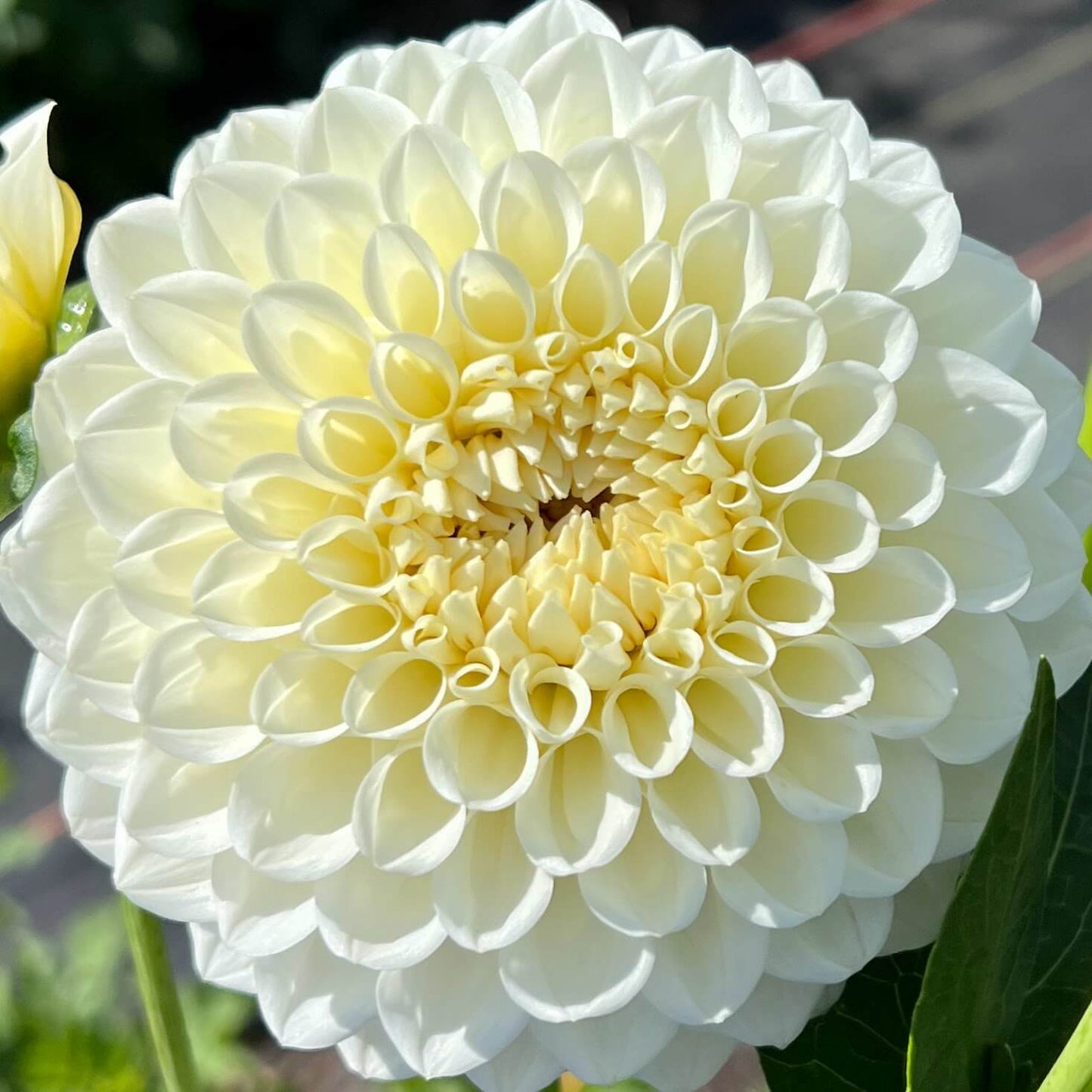 brookside snowball dahlia tuber, brookside snowball dahlia flower