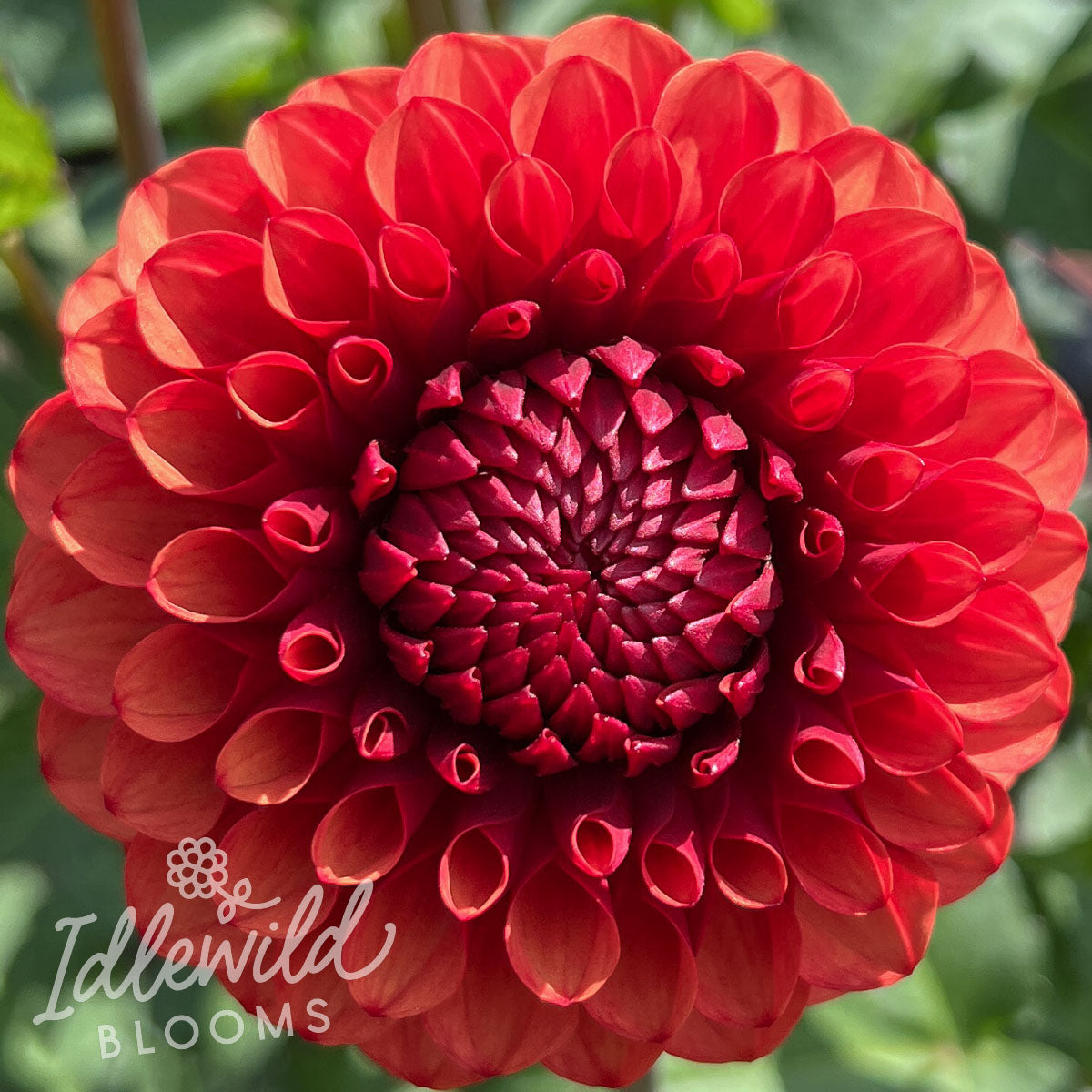 Brown Sugar dahlia tuber, Brown Sugar dahlia bulb, Brown Sugar dahlia flower