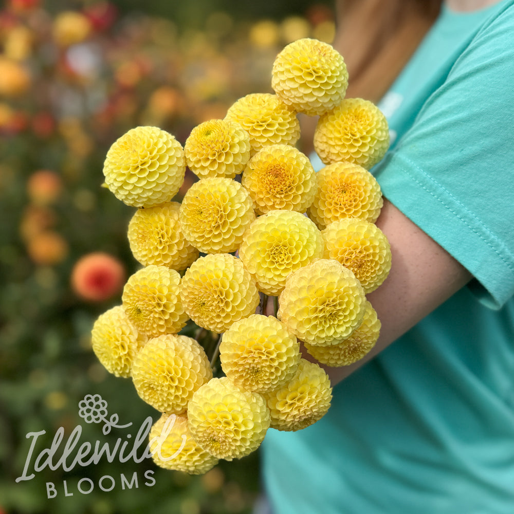 Buttercup dahlia bouquet, Buttercup dahlia tubers, Buttercup dahlia bulbs