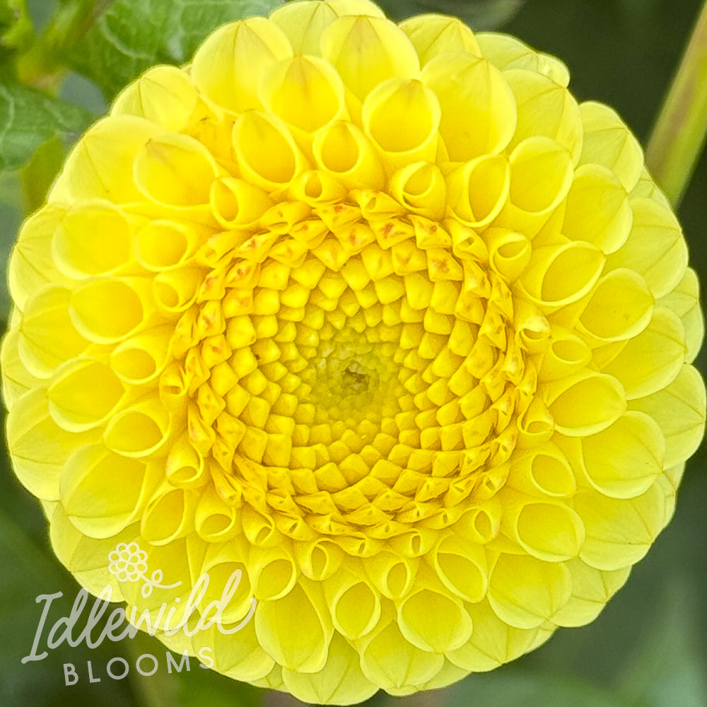 Buttercup dahlia tuber, Buttercup dahlia flower, Buttercup dahlia bulb