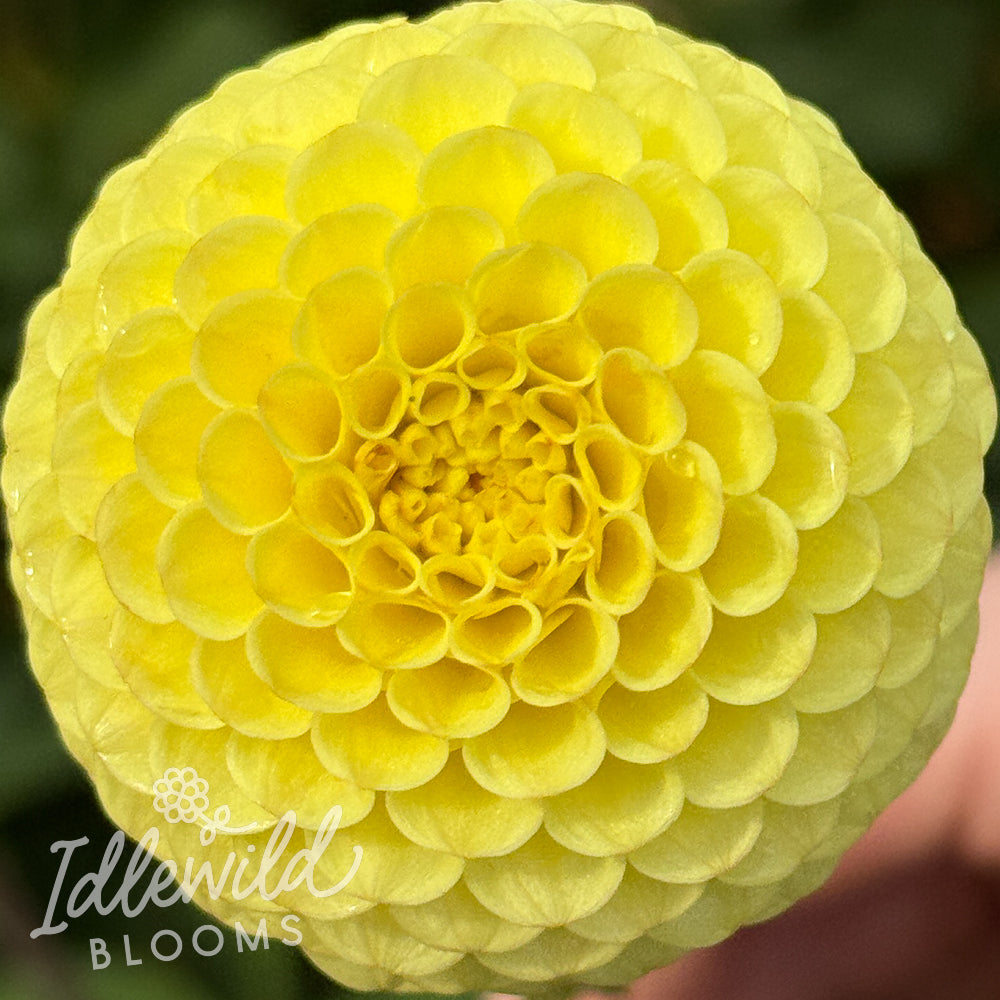 Buttercup dahlia tuber, Buttercup dahlia flower, Buttercup dahlia bulb