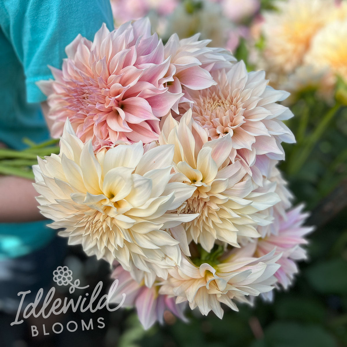 dahlia seeds cafe au lait Cafe Au Lait Dahlia | Cafe Au Lait Dahlia Tuber