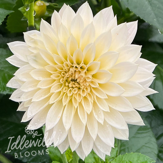 Cafe Au Lait Mini Jolene dahlia tuber, Cafe Au Lait Mini Jolene dahlia bulb, Cafe Au Lait Mini Jolene dahlia flower