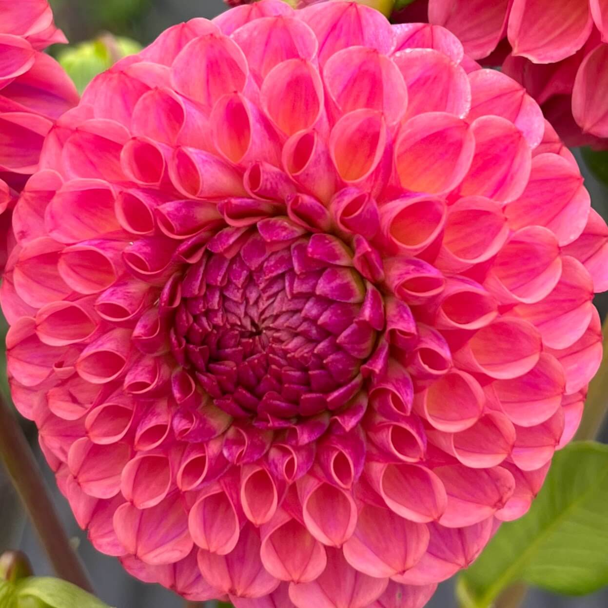 caitlyns joy dahlia tuber, caitlyns joy dahlia flower