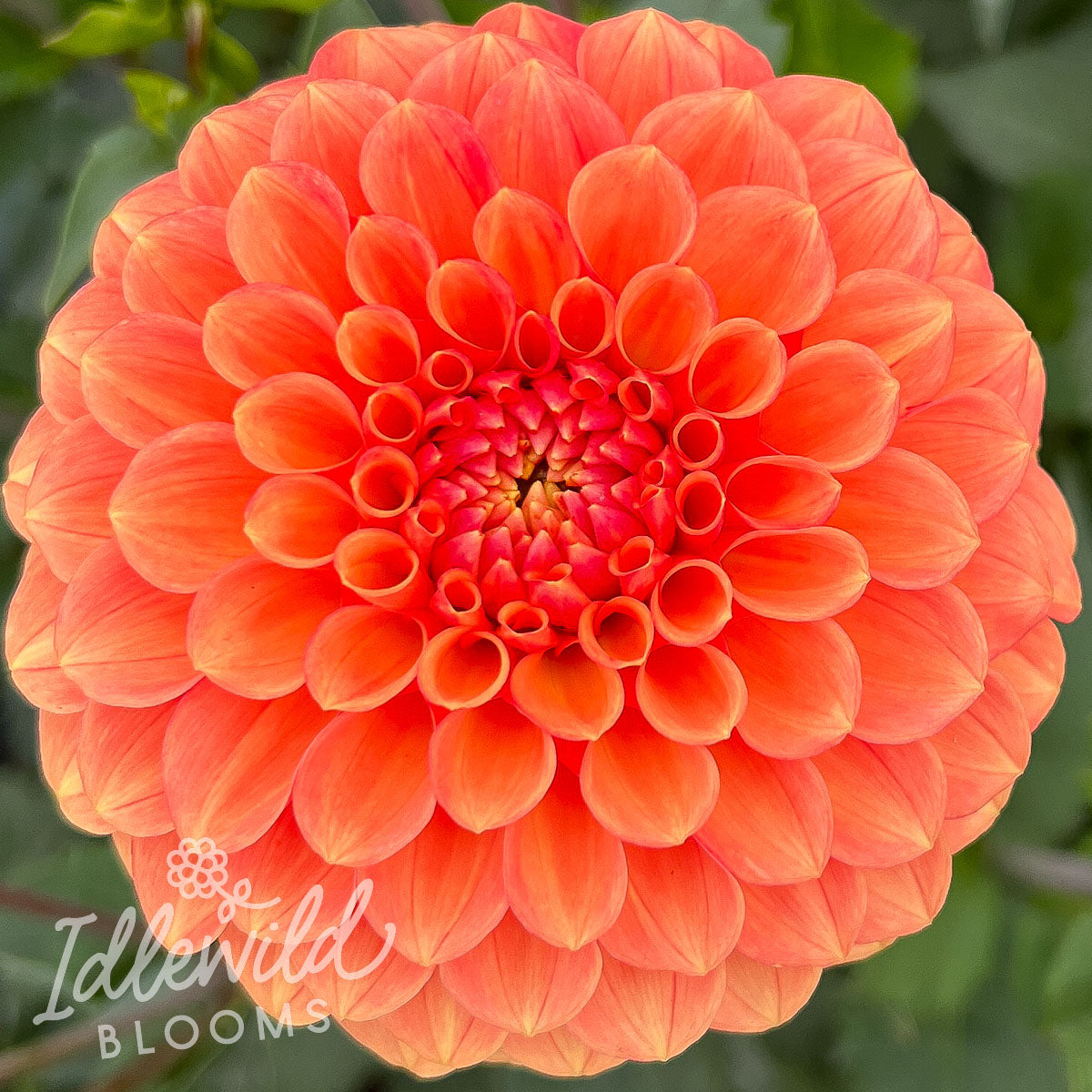 Camano Buz dahlia bulb, Camano Buz dahlia flower, Camano Buz dahlia tuber