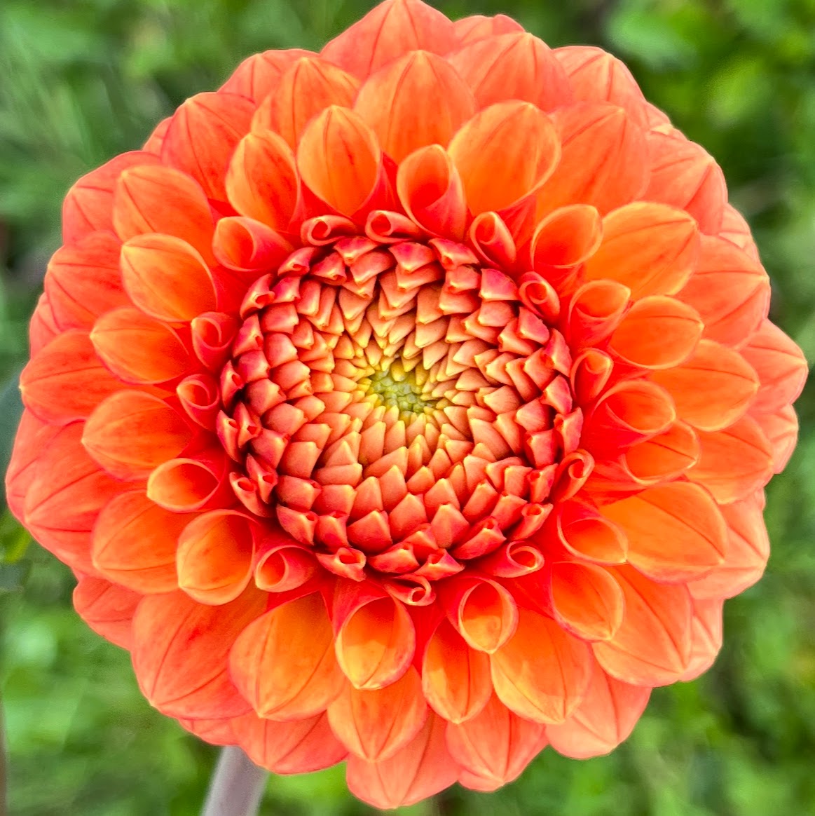 Camano Buz dahlia tuber, Camano Buz dahlia bulb, Camano Buz dahlia flower, Camano Buzz