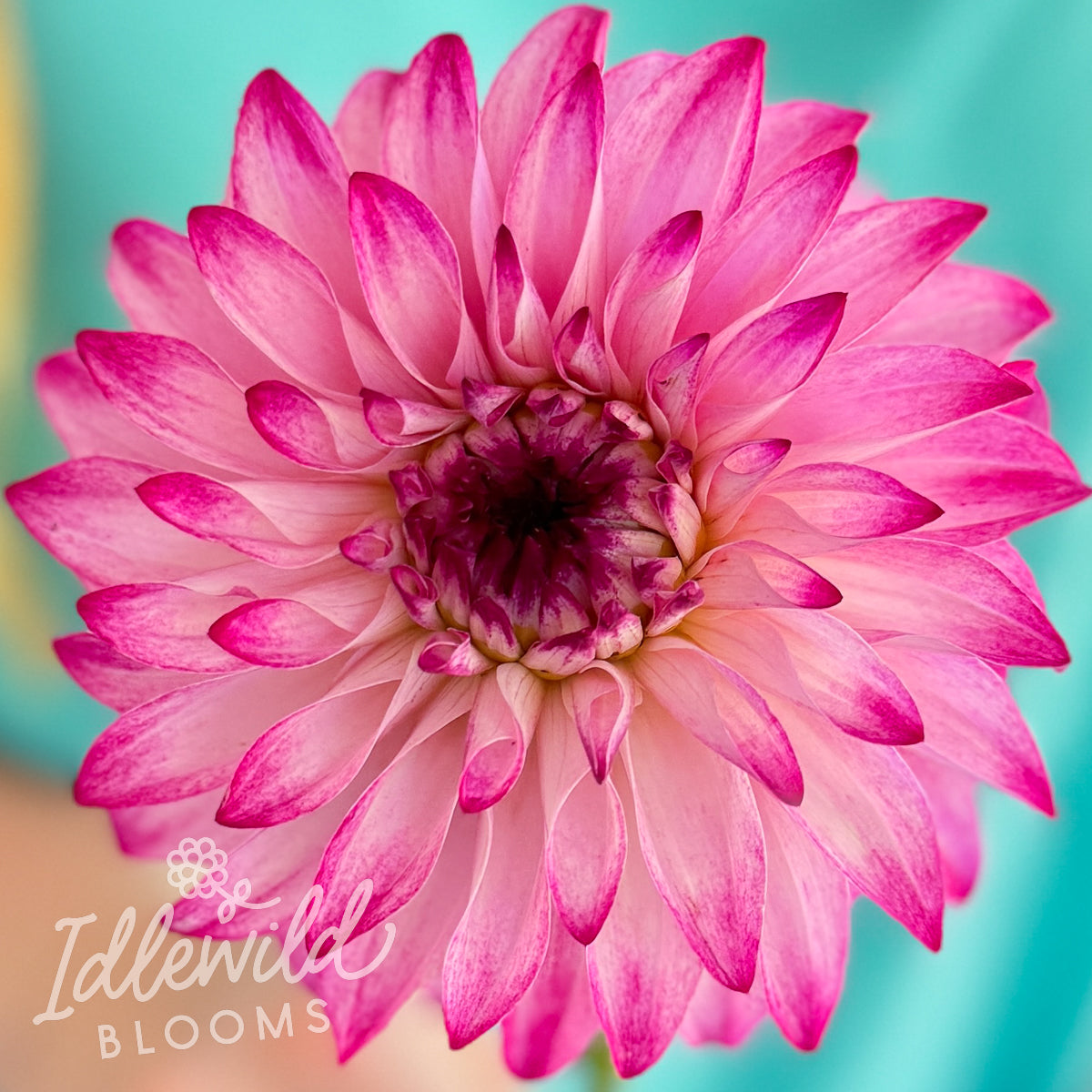 Camano Cade W dahlia tuber, Camano Cade W dahlia flower, Camano Cade W dahlia bulb