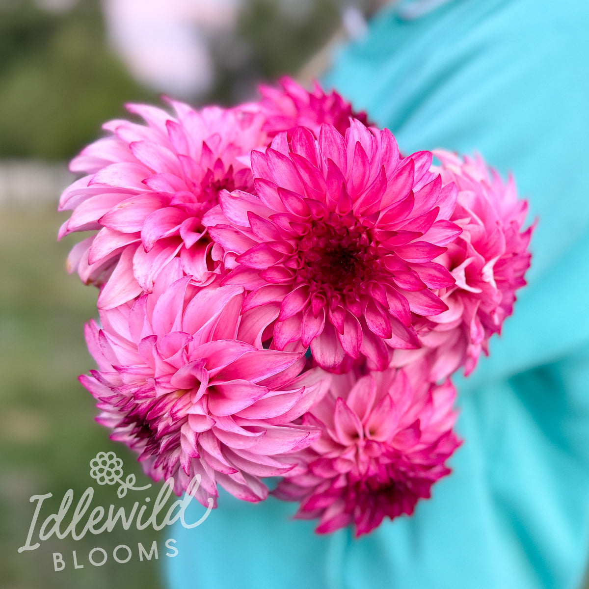 Camano Cade W dahlia tubers,Camano Cade W dahlia bouquet, Camano Cade W dahlia bulbs