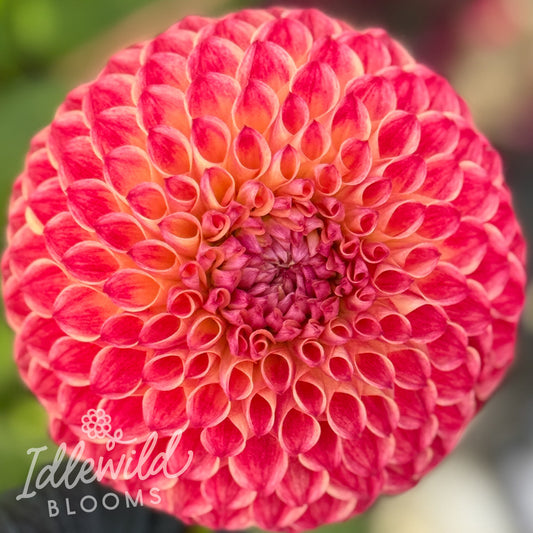 Camano Mordor dahlia tuber, Camano Mordor dahlia flower, Camano Mordor dahlia bulb