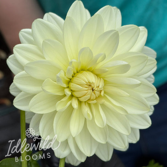Cameo dahlia tuber, Cameo dahlia flower, Cameo dahlia bulb
