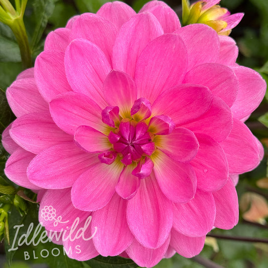 Carmen Bunky dahlia tuber, Carmen Bunky dahlia flower, Carmen Bunky dahlia bulb