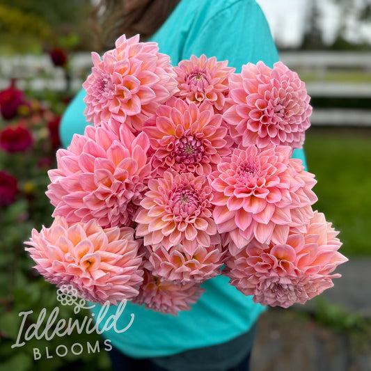Castle Drive dahlia bouquet, Castle Drive dahlia tubers, Castle Drive dahlia bulbs