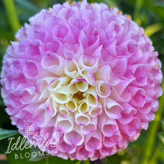 Chimacum Davi dahlia tuber, Chimacum Davi dahlia flower, Chimacum Davi dahlia bulb