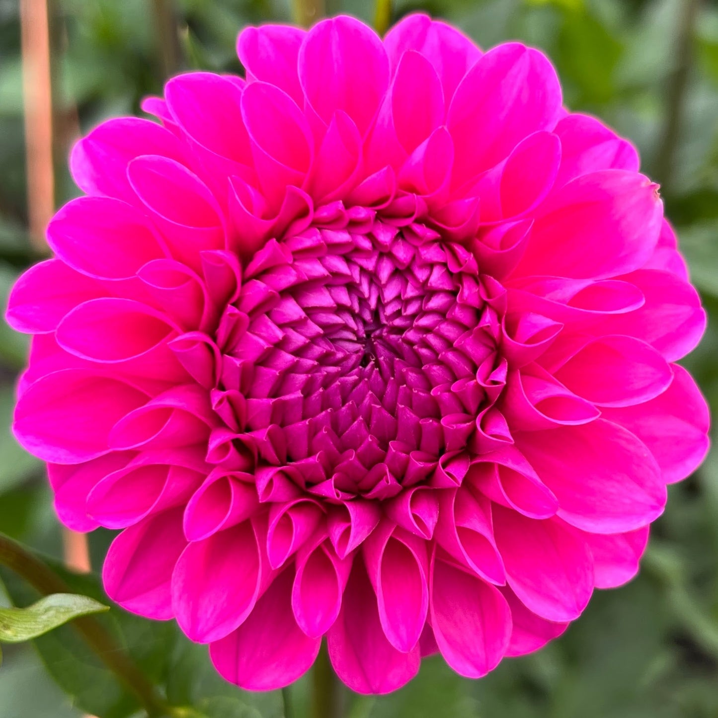 Chimacum Katie dahlia tuber, Chimacum Katie dahlia bulb, Chimacum Katie dahlia flower