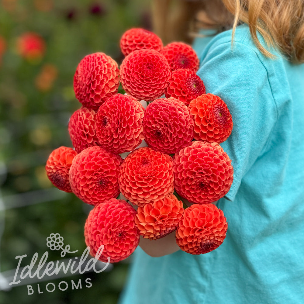 Chimacum Pumpkin dahlia bouquet, Chimacum Pumpkin dahlia bulbs, Chimacum Pumpkin dahlia tubers