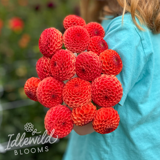 Chimacum Pumpkin dahlia bouquet, Chimacum Pumpkin dahlia bulbs, Chimacum Pumpkin dahlia tubers