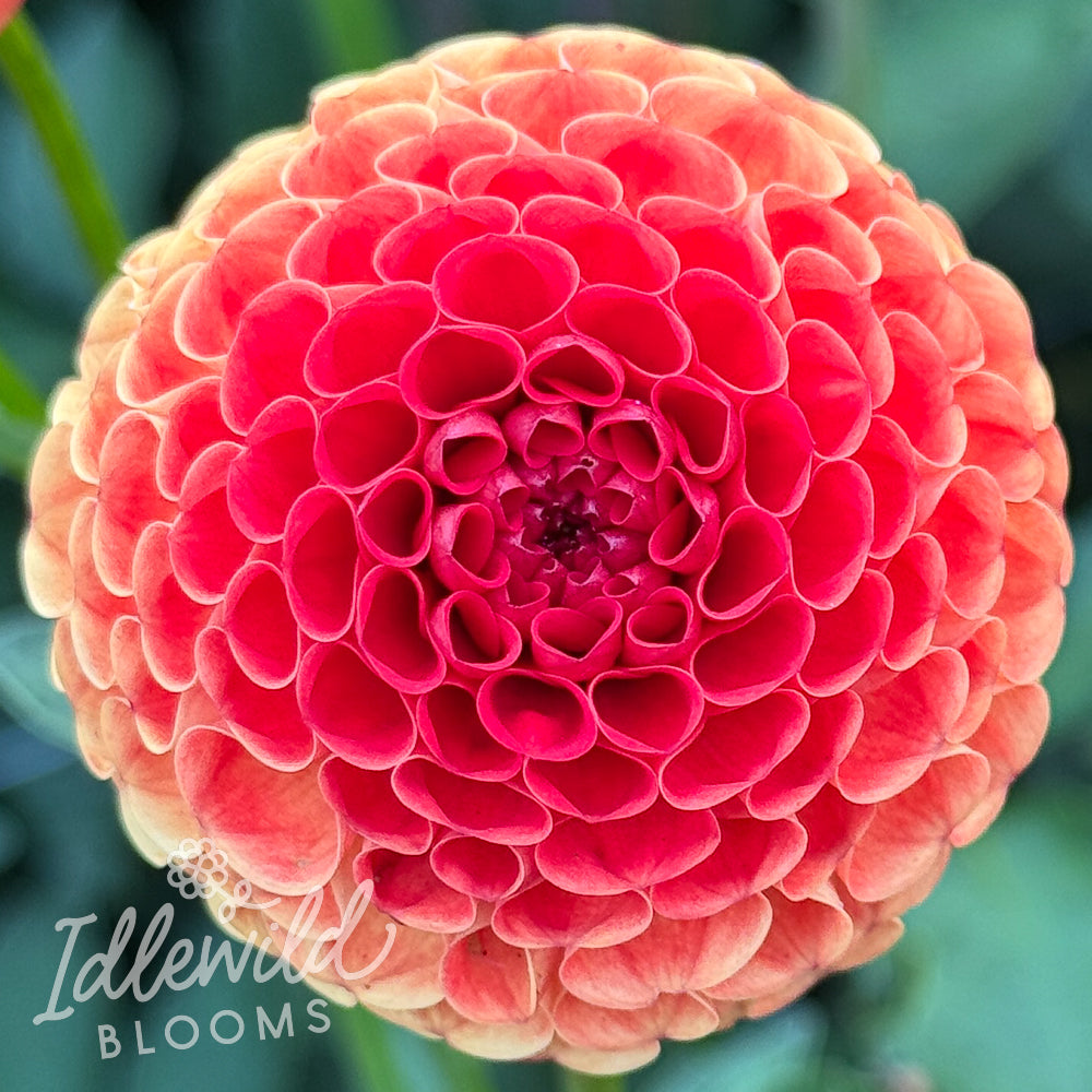 Chimacum Pumpkin dahlia tuber, Chimacum Pumpkin dahlia flower, Chimacum Pumpkin dahlia bulb