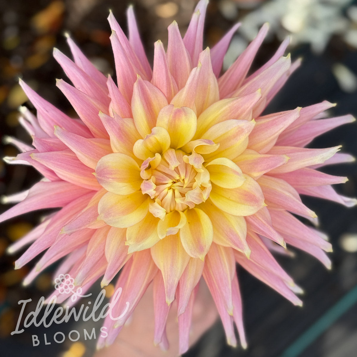 Clearview Jonas dahlia tuber, Clearview Jonas dahlia flower, Clearview Jonas dahlia bulb