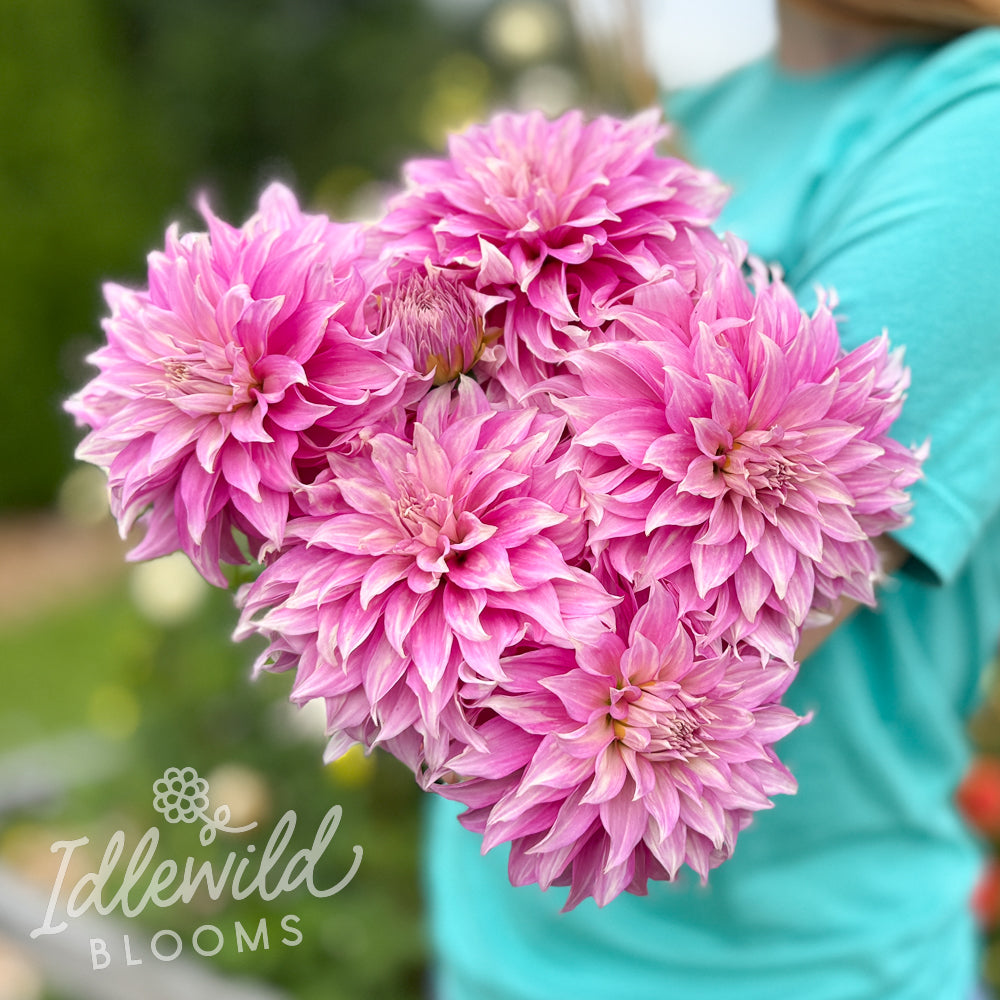 Clearview Lila dahlia bouquet, Clearview Lila dahlia tubers, Clearview Lila dahlia bulbs