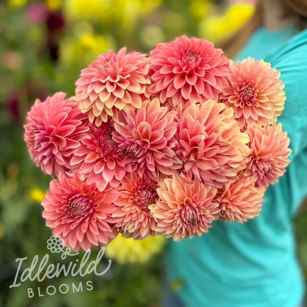 Clearview Pataha dahlia bouquet, Clearview Pataha dahlia tubers, Clearview Pataha dahlia bulbs