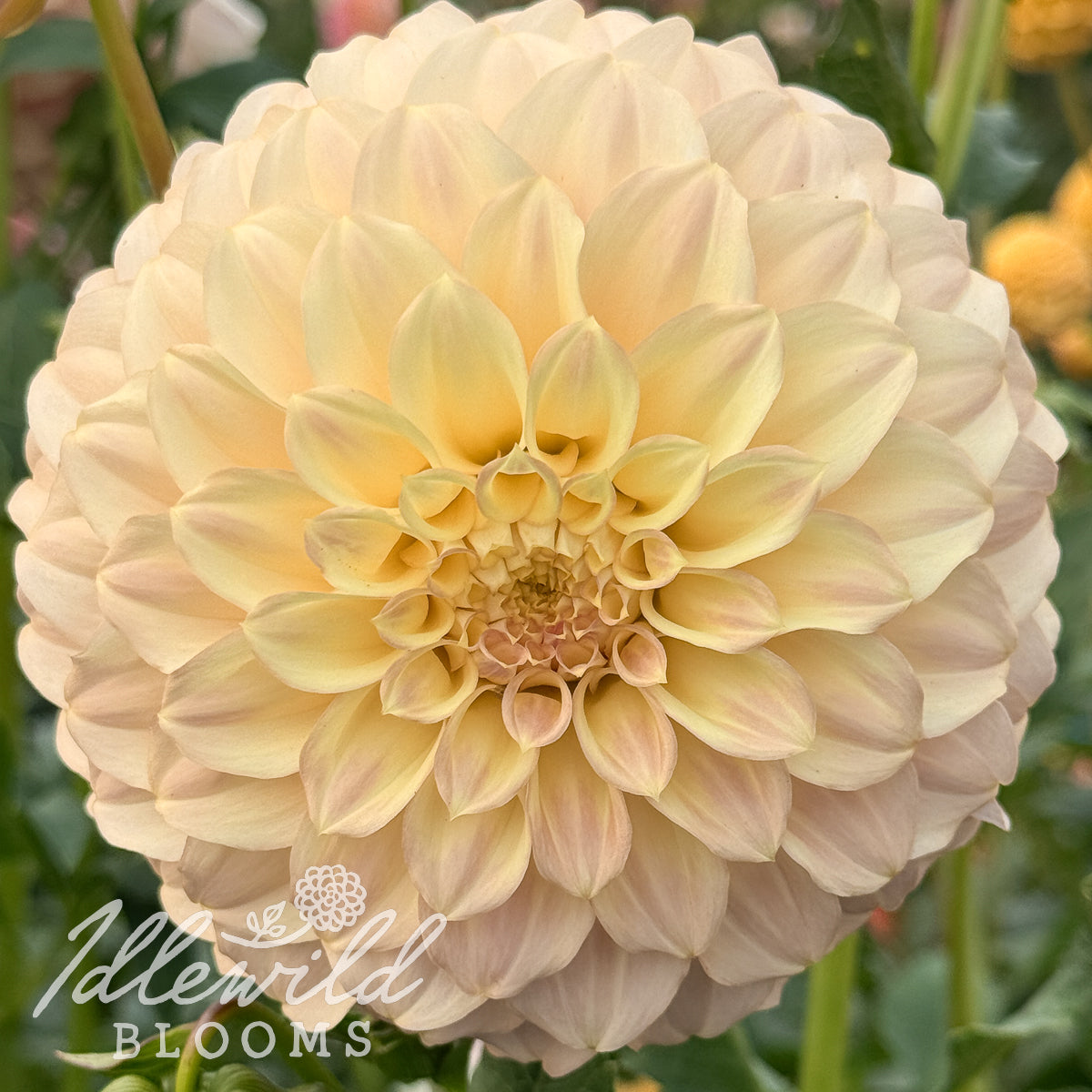 Coorabell Astrid dahlia tuber, Coorabell Astrid dahlia flower, Coorabell Astrid dahlia bulb