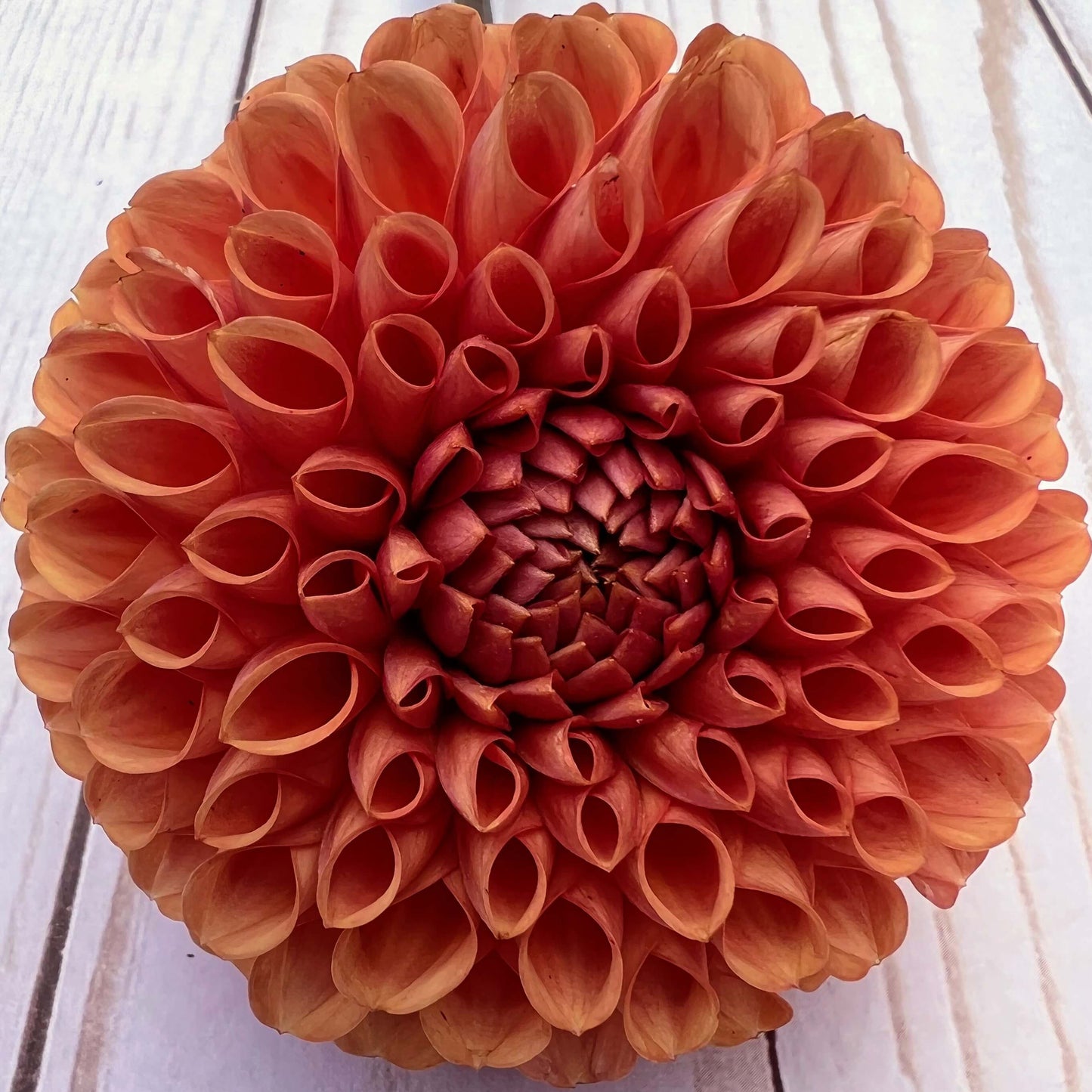 cornel bronze dahlia tuber, cornel bronze dahlia bulb, cornel bronze dahlia flower