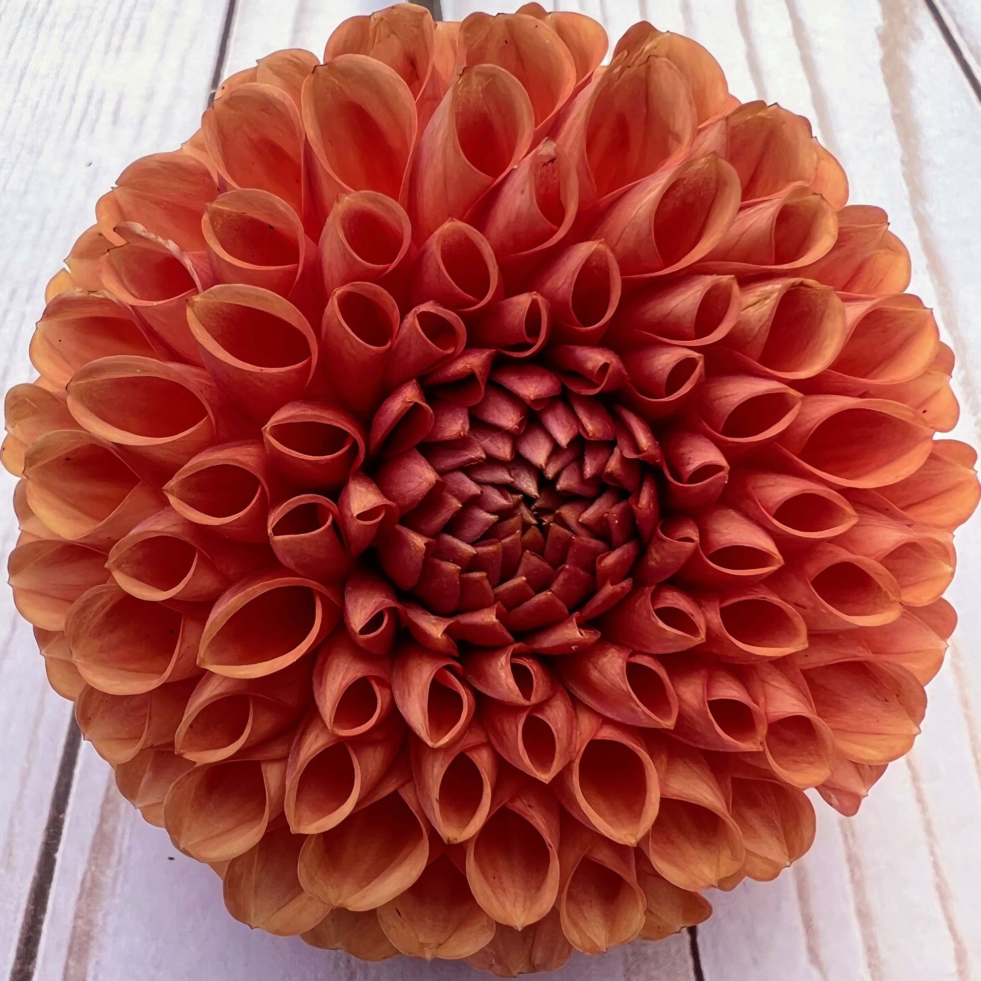 cornel bronze dahlia tuber, cornel bronze dahlia bulb, cornel bronze dahlia flower