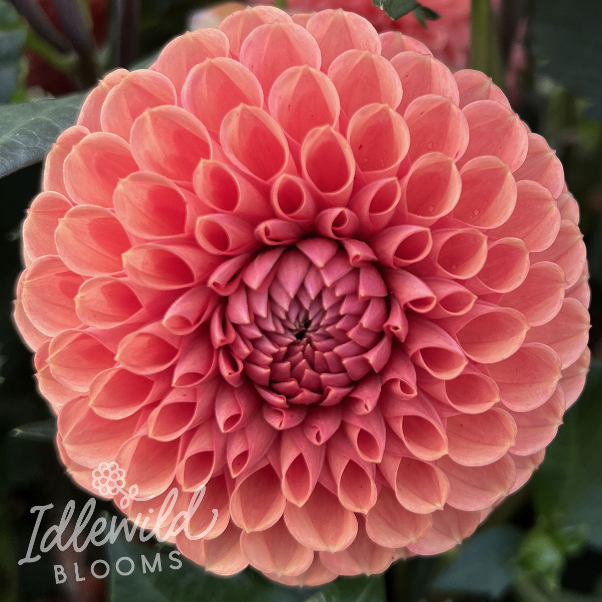 Cornel Bronze dahlia tuber, Cornel Bronze dahlia bulb, Cornel Bronze dahlia flower