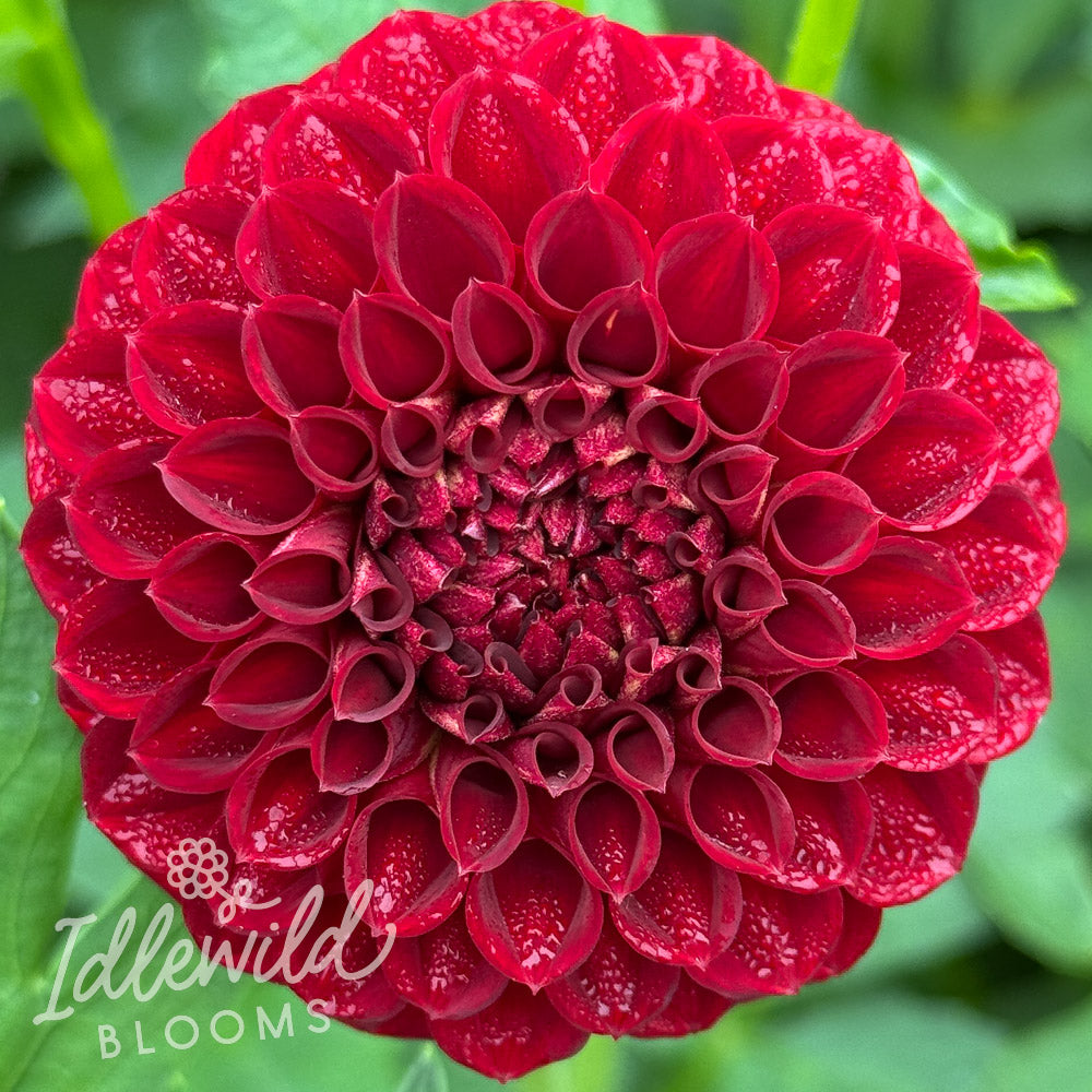 Crazy 4 Ieashia dahlia tuber, Crazy 4 Ieashia dahlia flower, Crazy 4 Ieashia dahlia bulb