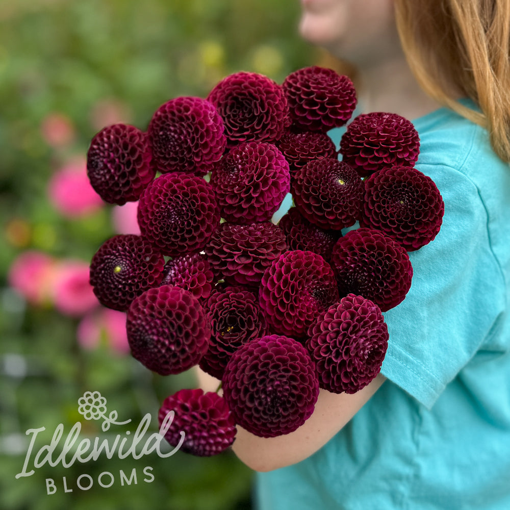 Crossfield Ebony dahlia bouquet, Crossfield Ebony dahlia tubers, Crossfield Ebony dahlia bulbs