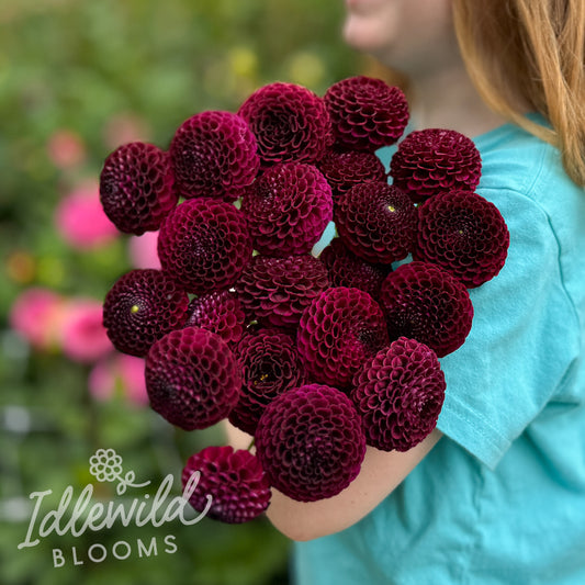 Crossfield Ebony dahlia bouquet, Crossfield Ebony dahlia tubers, Crossfield Ebony dahlia bulbs