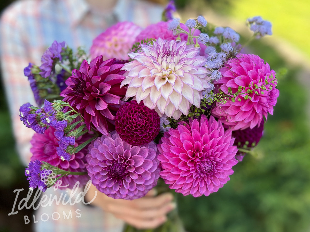 Adopt and Name a Dahlia