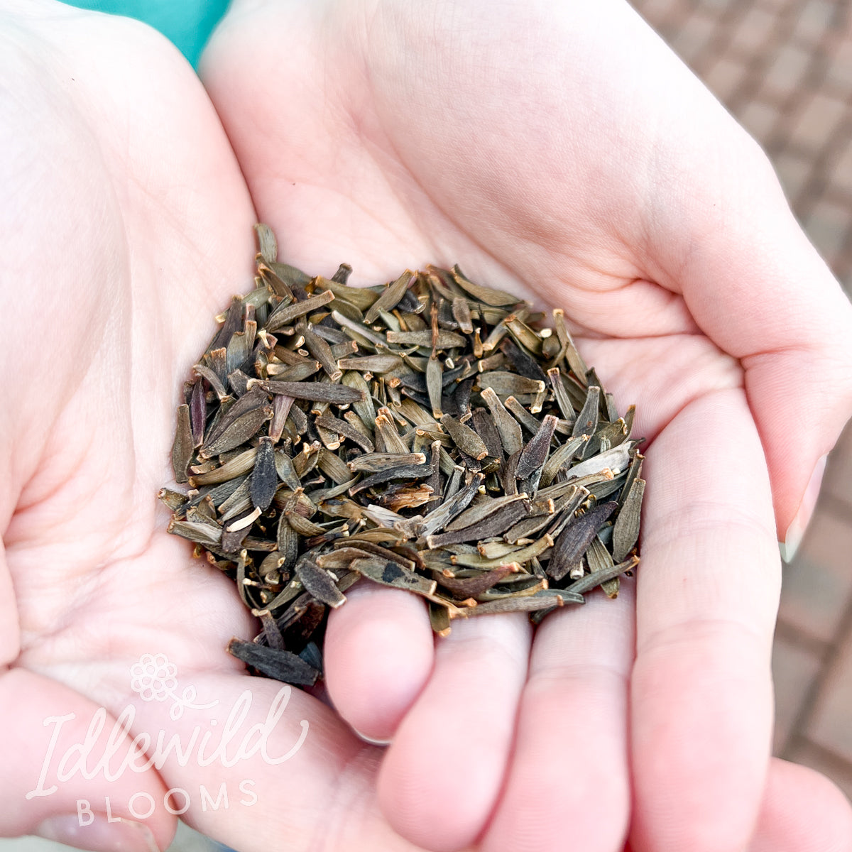 Dahlia Seeds - SHIP WITH TUBERS