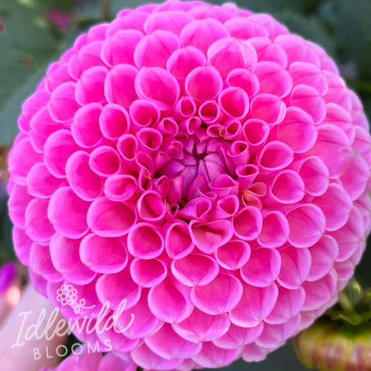 Destiny's Joy dahlia tuber, Destiny's Joy dahlia bulb, Destiny's Joy dahlia flower