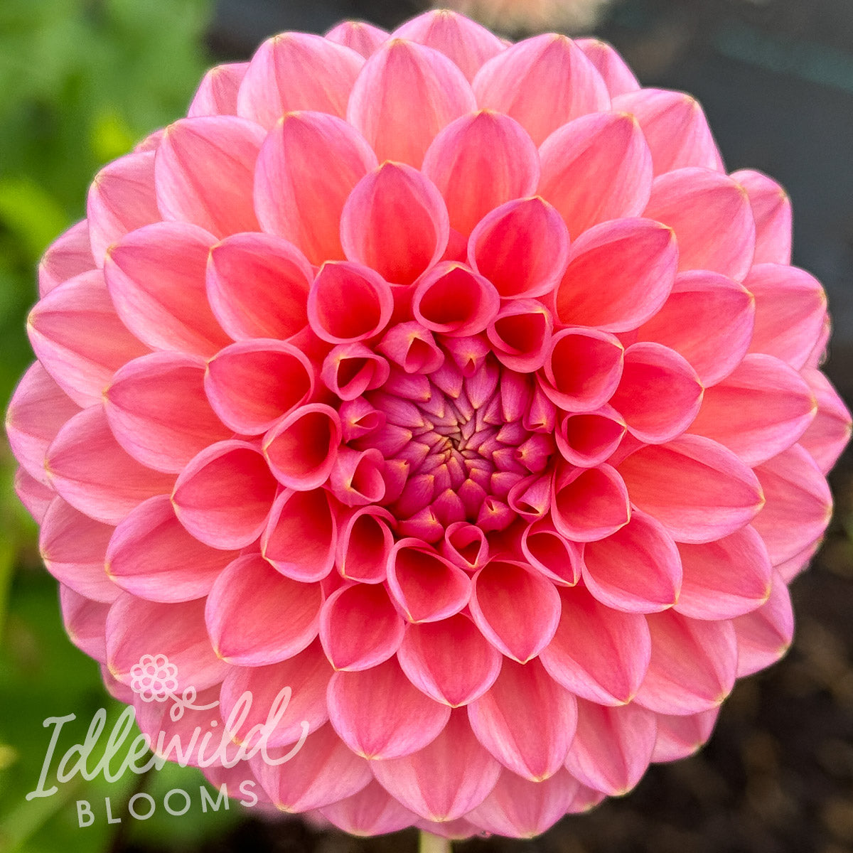Dikara Superb Dahlia Tuber