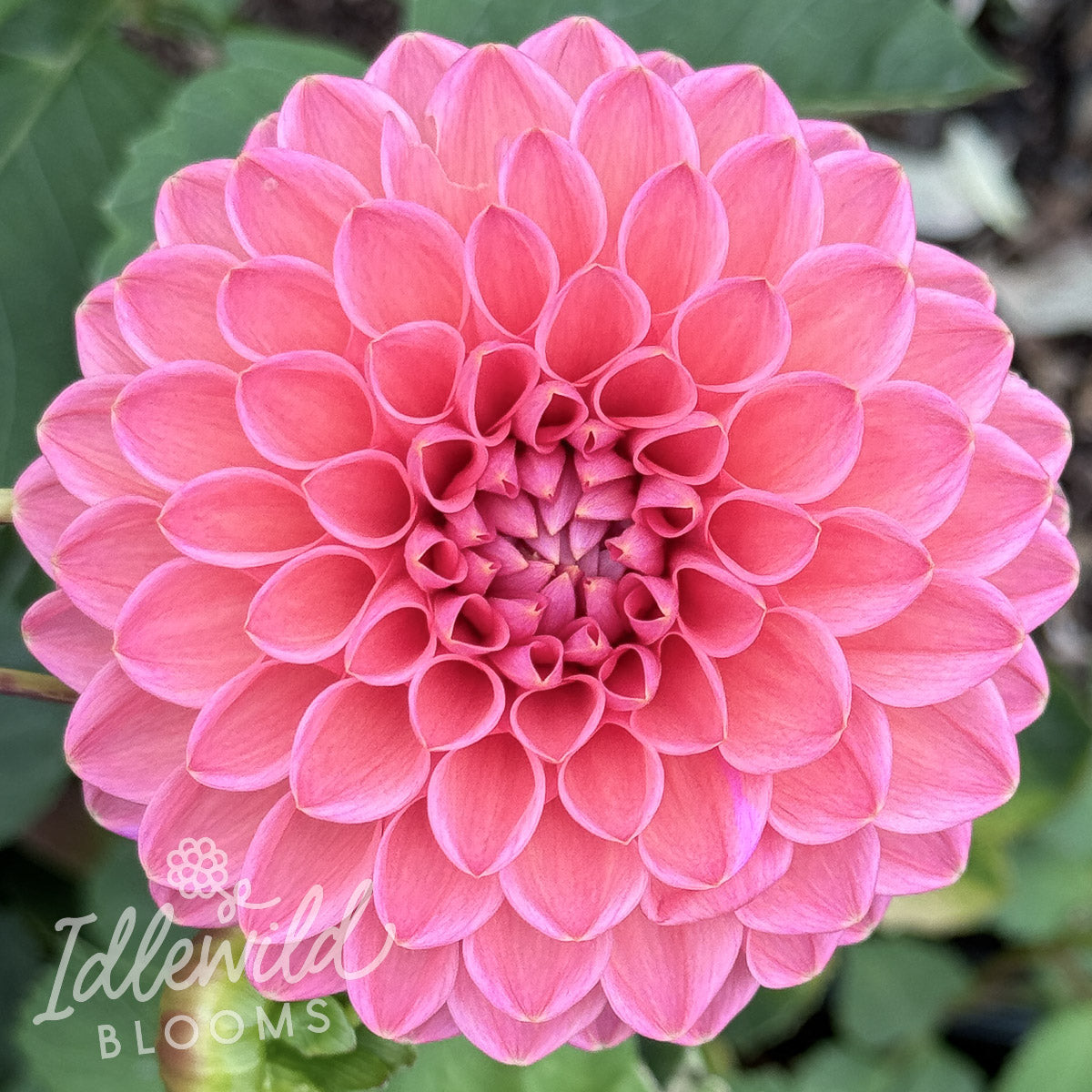 Dikara Superb dahlia tuber, Dikara Superb dahlia flower, Dikara Superb dahlia bulb