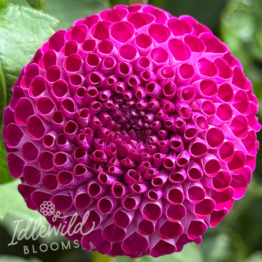 Don's Delight dahlia tuber, Don's Delight dahlia flower, Don's Delight dahlia bulb