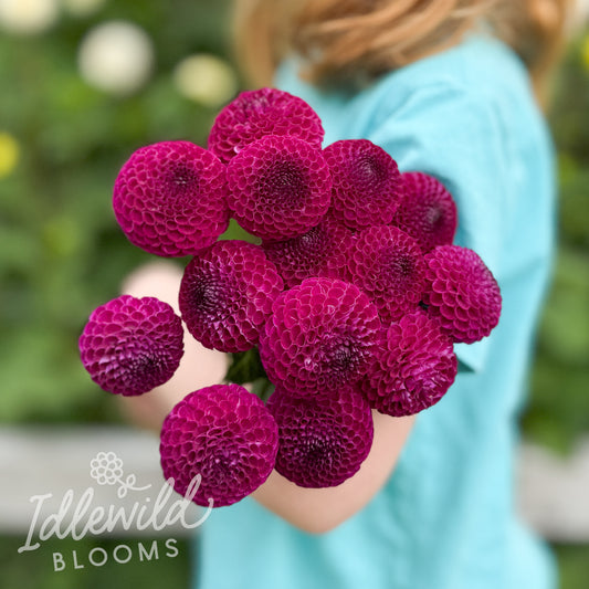 Dot Com dahlia bouquet, Dot Com dahlia tubers, Dot Com dahlia bulbs
