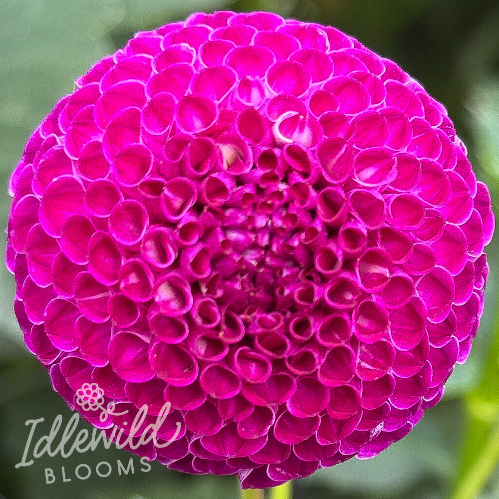 Dot Com dahlia tuber, Dot Com dahlia flower, Dot Com dahlia bulb