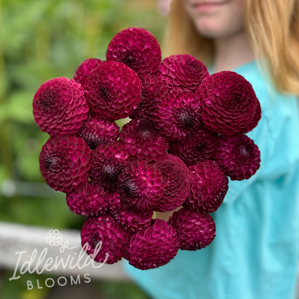 Downham Peggy dahlia bouquet, Downham Peggy dahlia tubers, Downham Peggy dahlia bulbs
