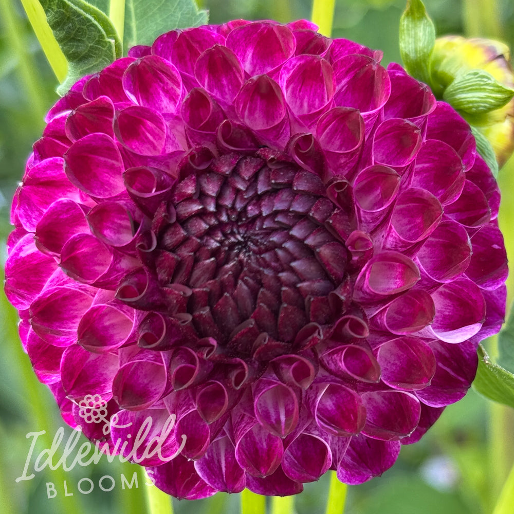 Downham Peggy dahlia tuber, Downham Peggy dahlia flower, Downham Peggy dahlia bulb