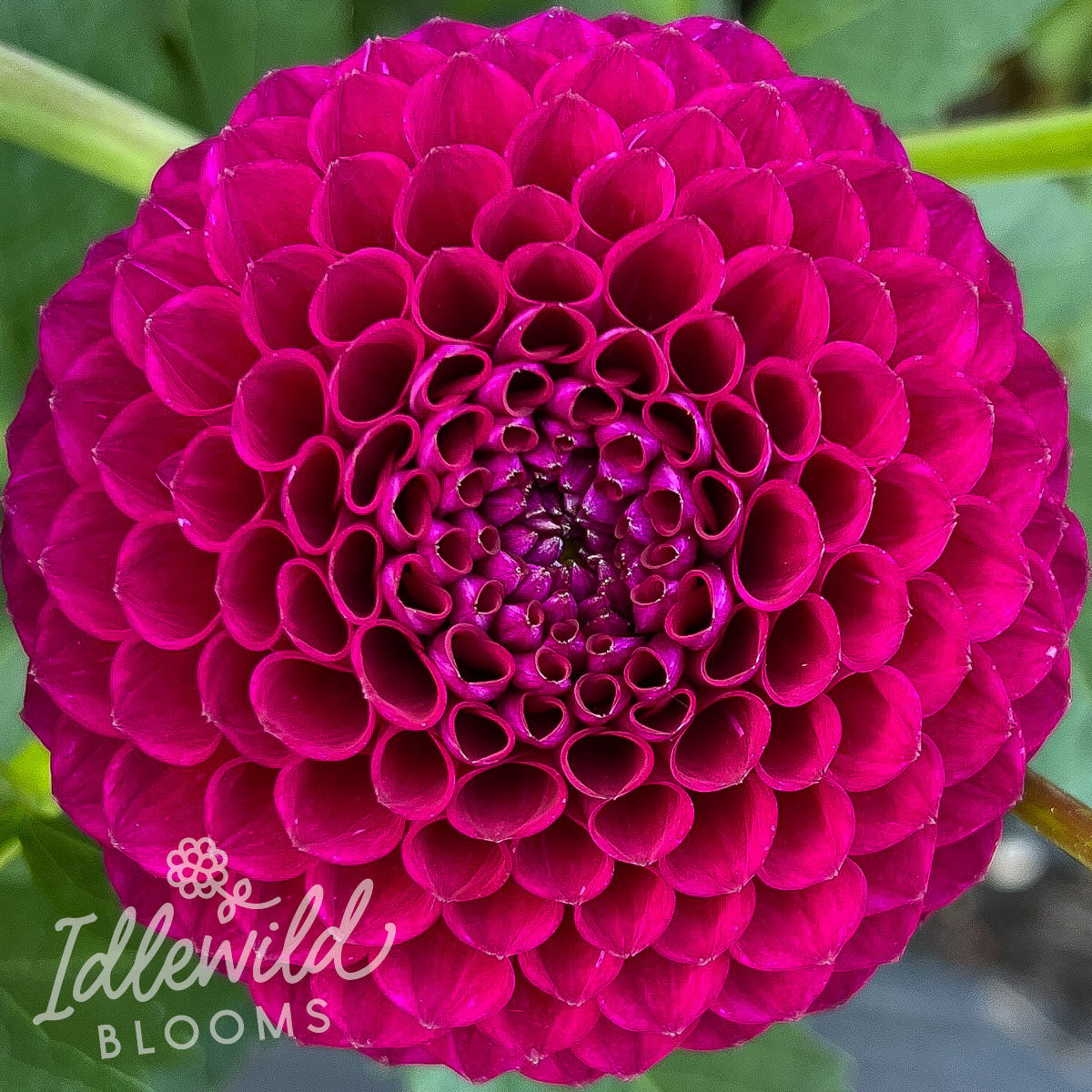 Downham Royal dahlia tuber, Downham Royal dahlia bulb, Downham Royal dahlia flower