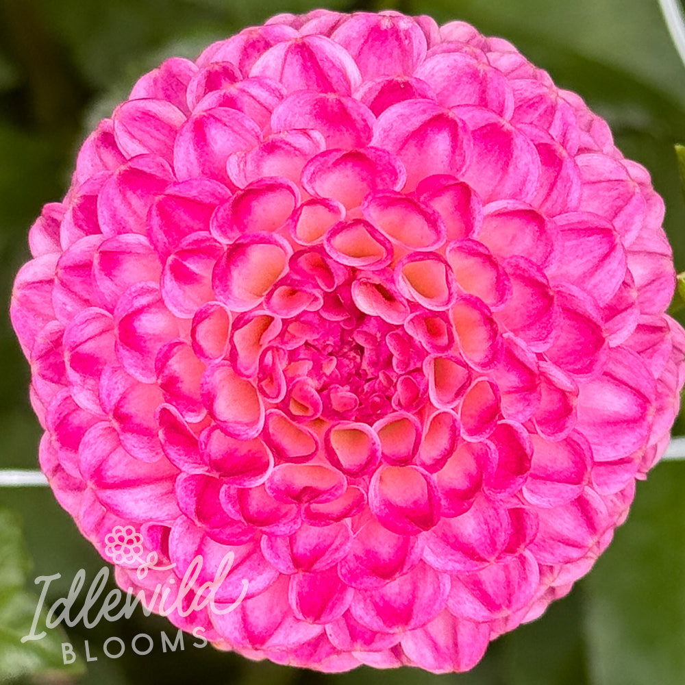 Elfin dahlia tuber, Elfin dahlia flower, Elfin dahlia bulb