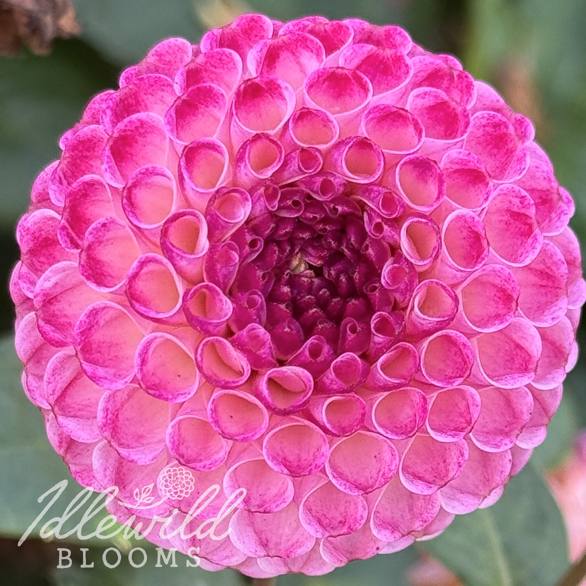 Elfin dahlia tuber, Elfin dahlia flower, Elfin dahlia bulb
