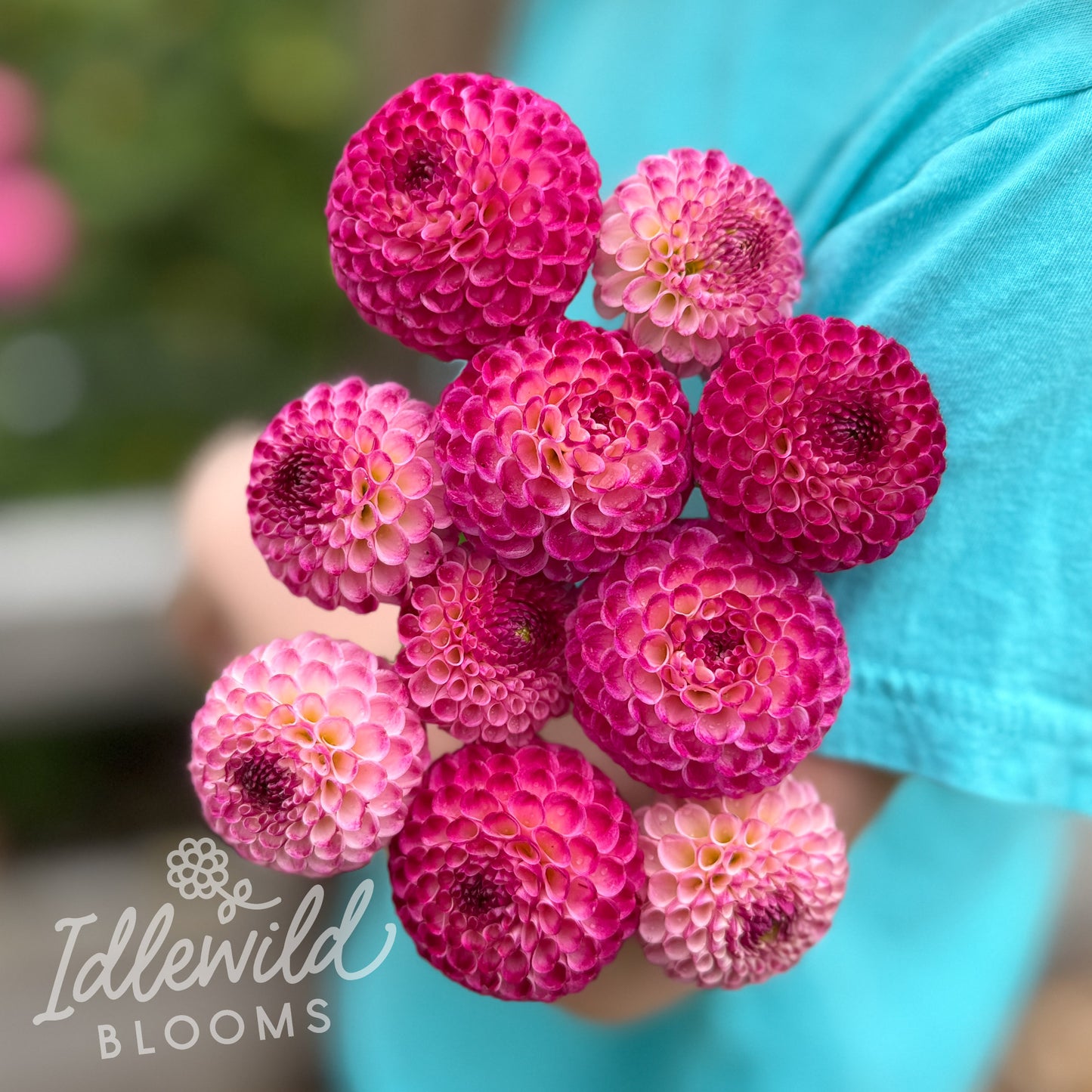 Elfin dahlia tubers, Elfin dahlia bouquet, Elfin dahlia bulbs