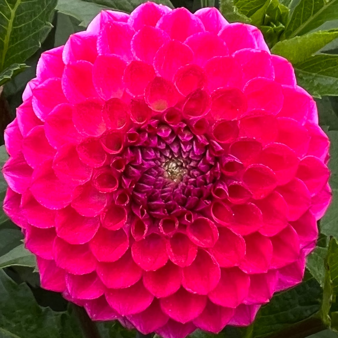 Fatima dahlia bulb, Fatima dahlia flower, Fatima dahlia tuber