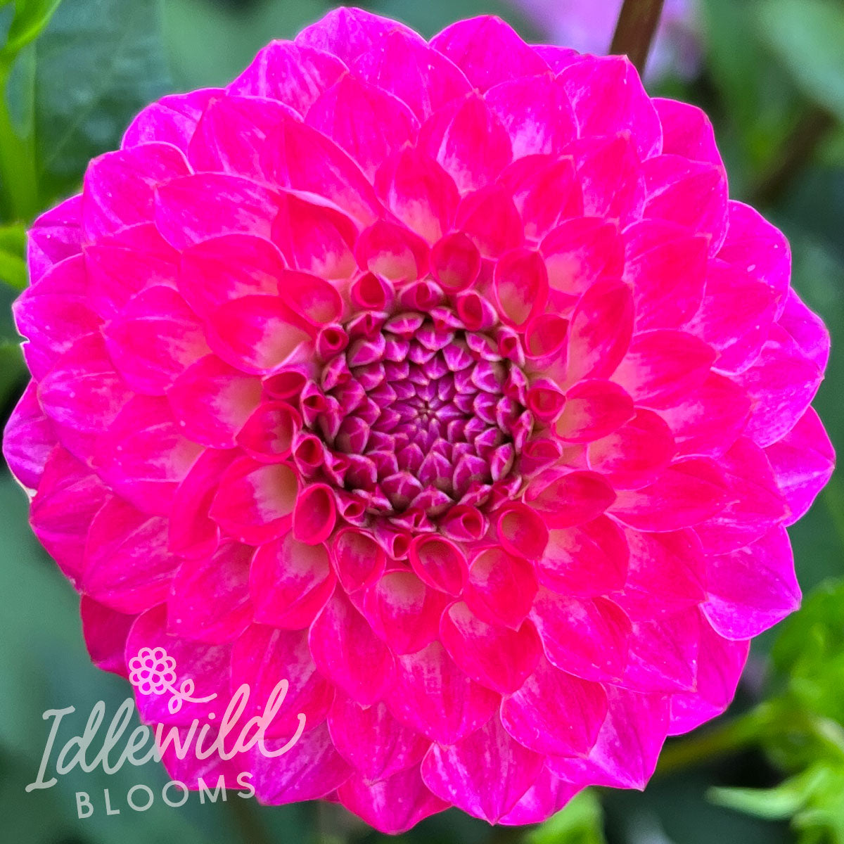 Fatima dahlia tuber, Fatima dahlia bulb, Fatima dahlia flower
